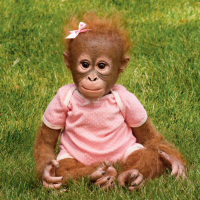 A baby orangutan sitting in the grass wearing pink.